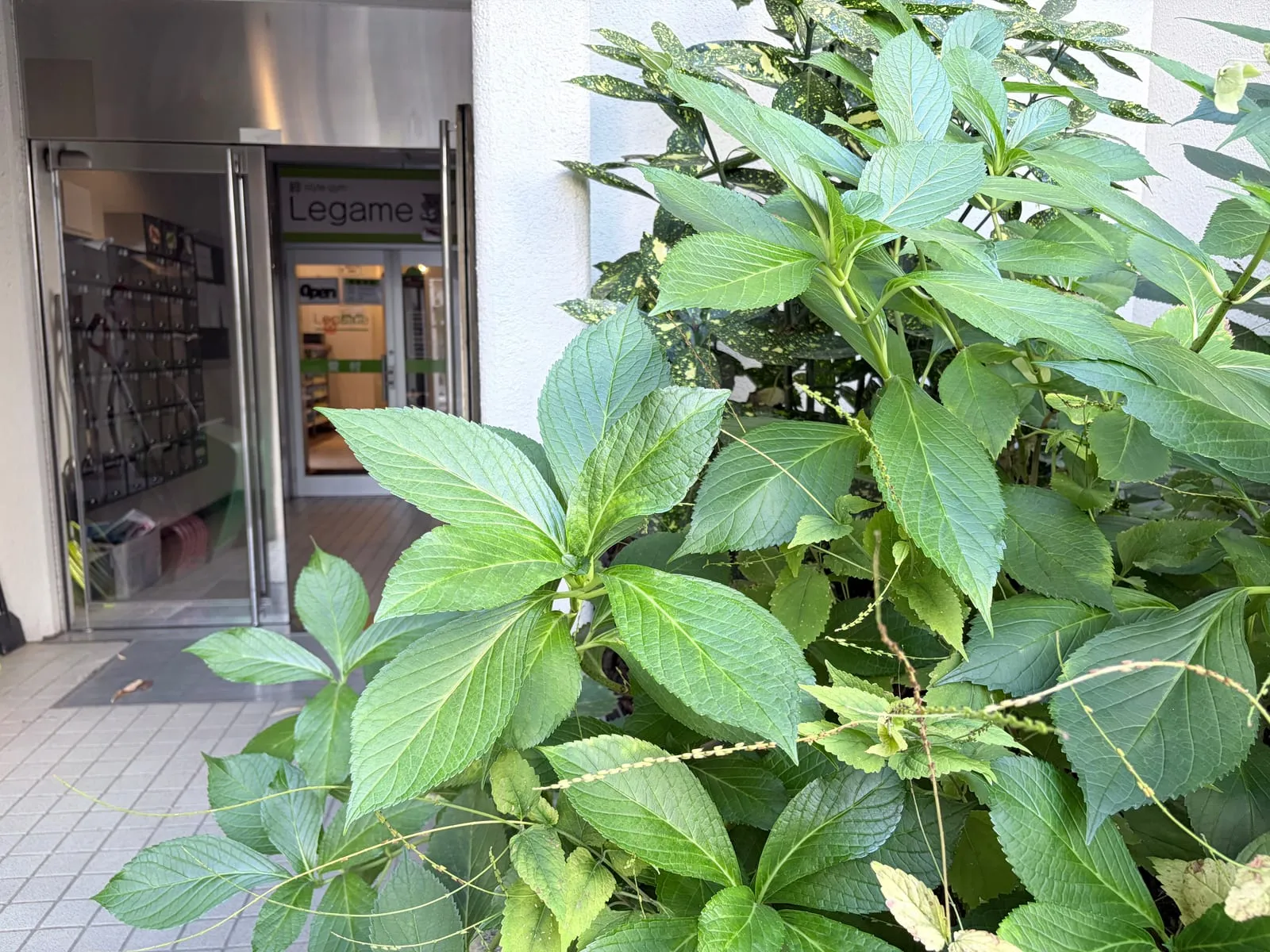 1階入口前の植栽越しに見えるガラスドアと看板